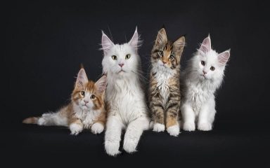 انتخاب بهترین نژاد گربه برای نگهداری در خانه